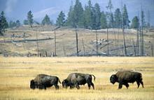 Amerikansk bisonflok på slette. Buffalo. Yellowstone National Park, Wyoming.